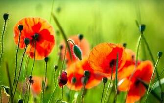Stunning iPhone Wallpaper Wonderful For Your