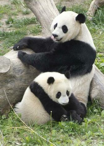 Giant Panda HD Wallpaper High Definition