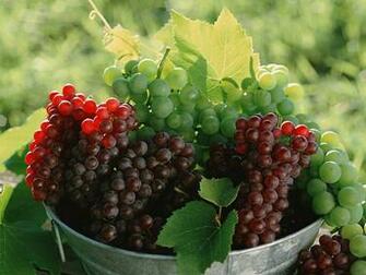 Grape Wallpaper Fruit