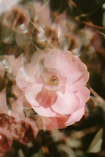 Flowers Everywhere