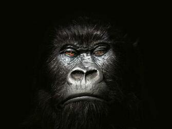 Gorilla Wallpaper Funny Animals