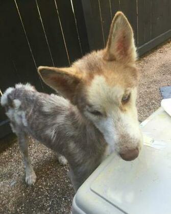 Wulfgar S Road To Recovery Dogs Husky Cute Animals