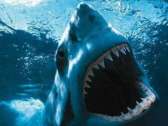 Dreadful Sharks Screensaver This Shows You Off The