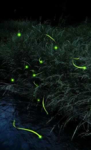Firefly Live Wallpaper Android Apps And Tests Androidpit