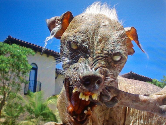 Ugly Dog Wallpaper