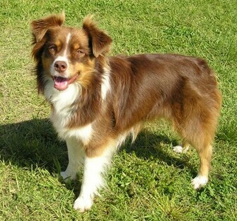 Miniature Australian Shepherd Wallpaper