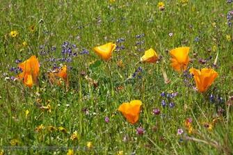 Poppy Fields In California Wallpaper Click Picture For High