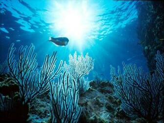 Underwater Wallpaper Gif Image And Aminations