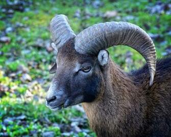 Head Mouflon Ovis Orientalis Musimon One Animal Animals In The