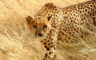 Cheetah Wallpaper
