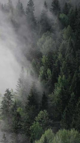 Foggy Forest Wallpaper Ixpap