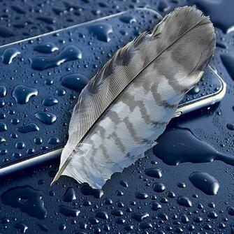 Wallpaper iPhone Apple Feather Smartphone