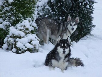 Malamutes In De Sneeuw Wallpaper