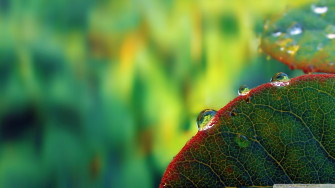 Water Droplets Wallpaper