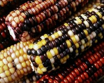 Corn Nature Other HD Desktop Wallpaper