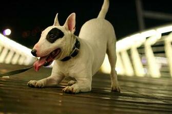 Bull Terrier HD Wallpaper Background Image Id