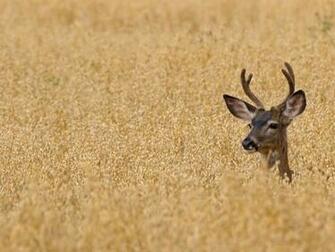Beautiful Wallpaper Deer