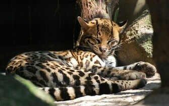 Ocelot Wallpaper