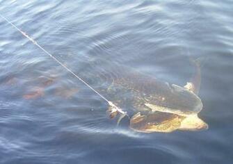 Anyhow Fishing Season Has Begun I Caught My First Bass Of The Year