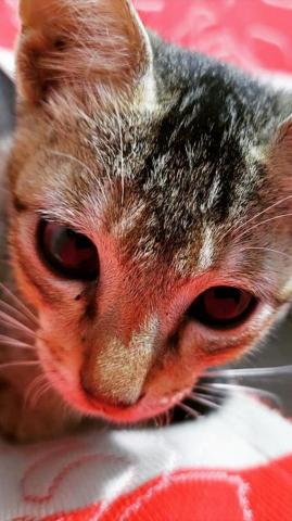Angry Cute Cat Staring 4k Ultra HD Mobile Wallpaper