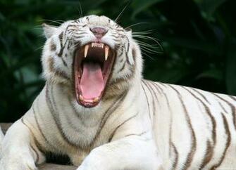 White Tiger Wallpaper Desktop
