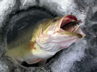 Bass Fishing Wallpaper iPhone Largemouth Fish