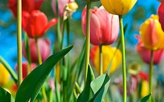 Colorful Tulips Wallpaper