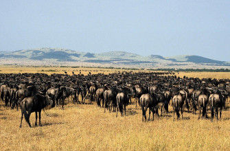 Wildebeest Wallpaper HD