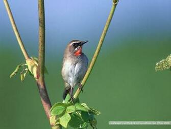 Bird Photography Vol Birds Variety Wallpaper On Branches