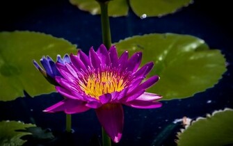 Purple Water Ily UHD Wallpaper Ultra High Definition