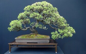 Japan Bonsai Computer Wallpaper Desktop Background Id