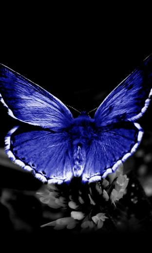 Variety Of Butterflies HD Live Wallpaper For