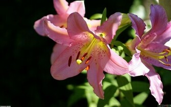 Stargazer Lily Wallpaper Open Walls
