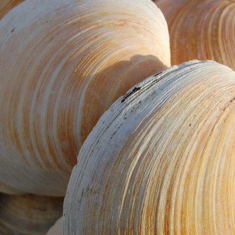Clam Shell X Wallpaper