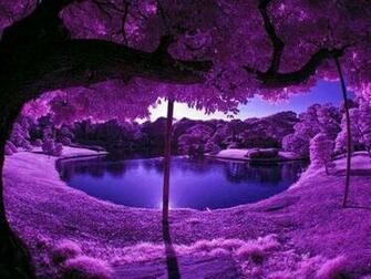 Nature Image Purple Wallpaper Photos