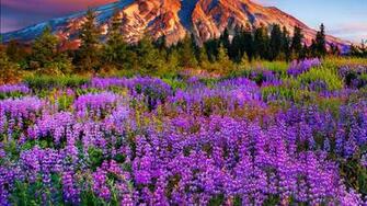 Mammoth Mountain Running Wallpaper Travel Pictures