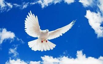 Pigeons Beautiful New Pictures And Wallpaper