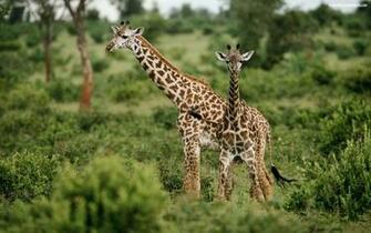 Giraffe Wallpaper HD Photos Widescreen Gratis