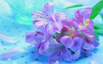 Flowers Pink Purple Widescreen Wallpaper Full HD