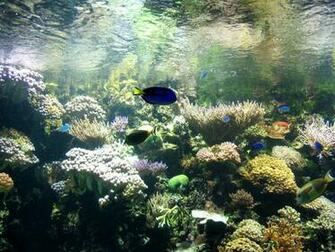 Cool Aquarium Background Image Nice