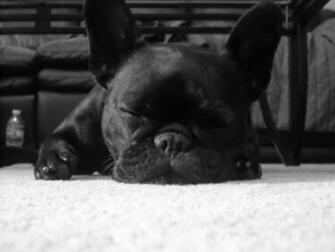 French Bulldog HD Wallpaper Background