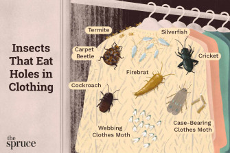 T Ng H P Carpet Beetles In Car Update Wallpaper