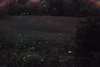Lightning Bugs Galore By Pjs15204