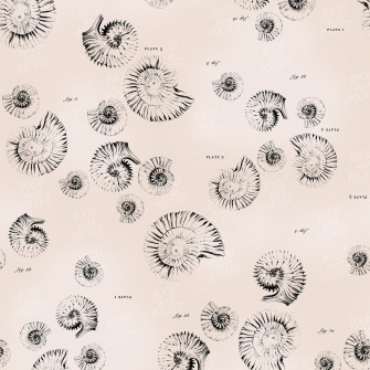 Ammonite Wallpaper Rocks In Our Pockets