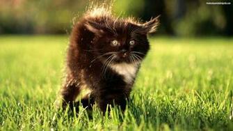 Kitten Wallpaper Pet Animal HD Widescreen Gratis