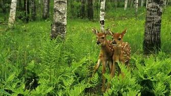 Deer Computer Wallpaper Desktop Background Id