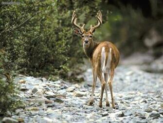 Animals White Tailed Deer Glacier National Park Montana Picture Nr