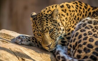 Lazy Leopard Exclusive HD Wallpaper