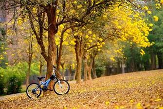 Spring Flower Yellow Tree Bike HD Wallpaper