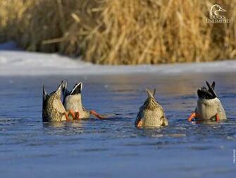 Ducks Unlimited Background Image Credits
